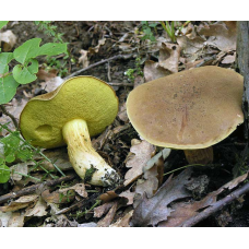 Мицелий Моховика зеленого (Xerocomus subtomentosus) Мицелий Моховика зеленого (Xerocomus subtomentosus)